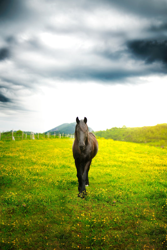 🧶 Pourquoi on n’attache pas un cheval avec un licol éthologique (et pourquoi c’est pas négociable)