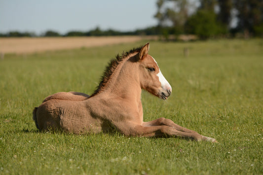 C’est quoi l’équitation éthologique, et pourquoi c’est pas (que) pour les pros ?